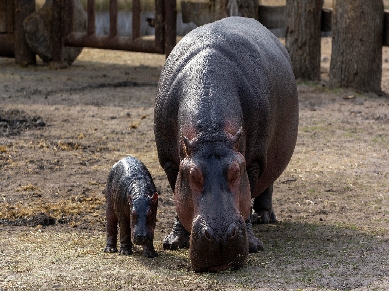 试管短方案介绍试管移植后头痛试管化学实验器材